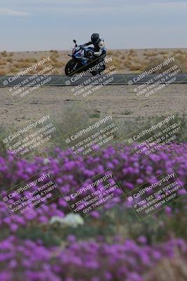 media/Jan-14-2023-SoCal Trackdays (Sat) [[497694156f]]/Turn 14 Exit Bloomig (145pm)/